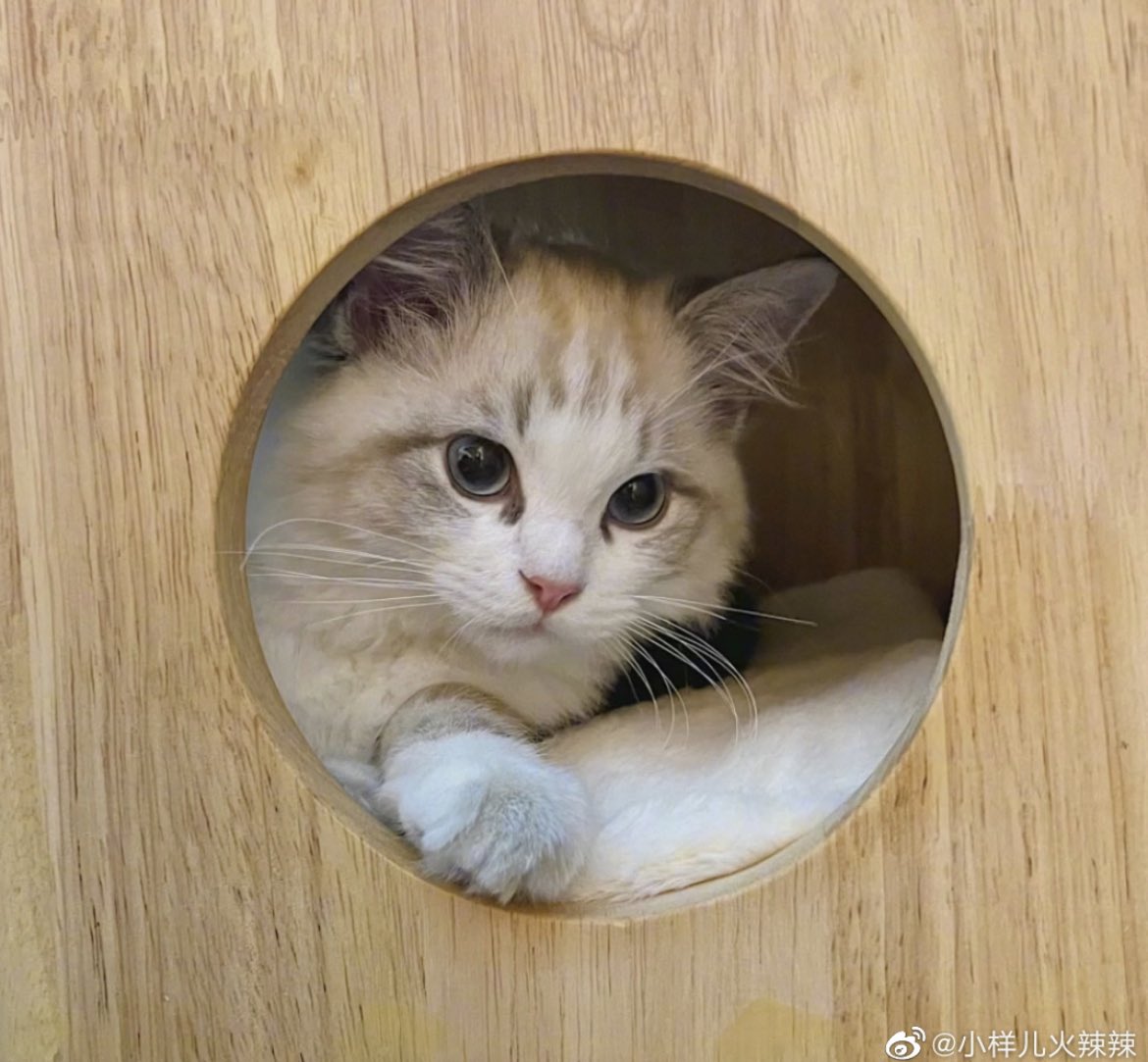 HopeSuper3's tweet photo. Cola Kitten is a superstar too 🥰 It’s very cute and deeply loved ☺️❤️

#zhangzhehan https://t.co/OpMvyFbzDb