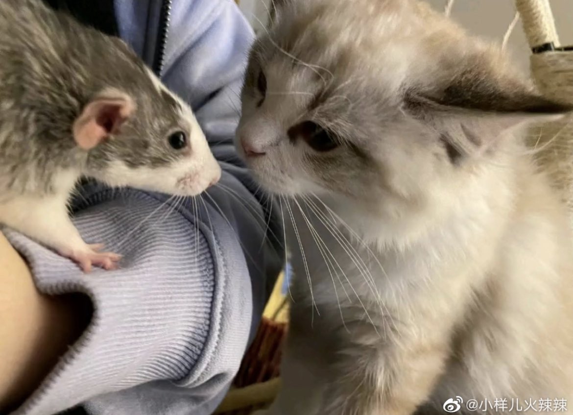 HopeSuper3's tweet photo. Cola Kitten is a superstar too 🥰 It’s very cute and deeply loved ☺️❤️

#zhangzhehan https://t.co/OpMvyFbzDb
