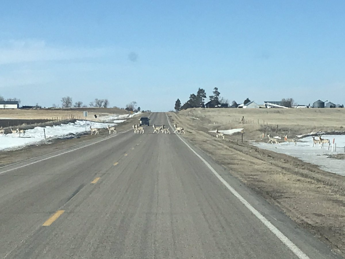 NSP_TroopE's tweet image. Traffic jam #WesternNebraska style!! The wildlife is on the move and adjusting to the changing seasons as well. No matter the time of day, keep an eye out for deer, elk, antelope, And any other critter that may wander onto the roadways as you’re traveling. #BringOnSpring