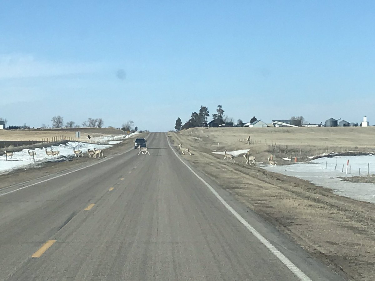 NSP_TroopE's tweet image. Traffic jam #WesternNebraska style!! The wildlife is on the move and adjusting to the changing seasons as well. No matter the time of day, keep an eye out for deer, elk, antelope, And any other critter that may wander onto the roadways as you’re traveling. #BringOnSpring