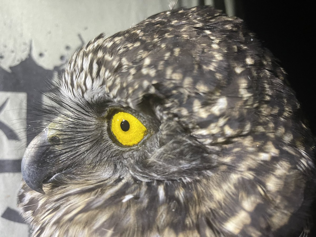 John White Wildlife tweet media