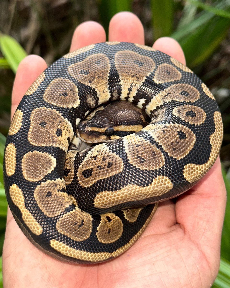 XYZReptiles's tweet photo. Ever wonder why they are called ball pythons?
https://t.co/PkV8WAWBwT Get your very own baby ball of constricting muscle on sale now for just $69. #XYZReptiles #BallPython #BabyBallPython #PythonRegius #RoyalPython #Snake #Pets #Reptiles https://t.co/8SX56DB2mw