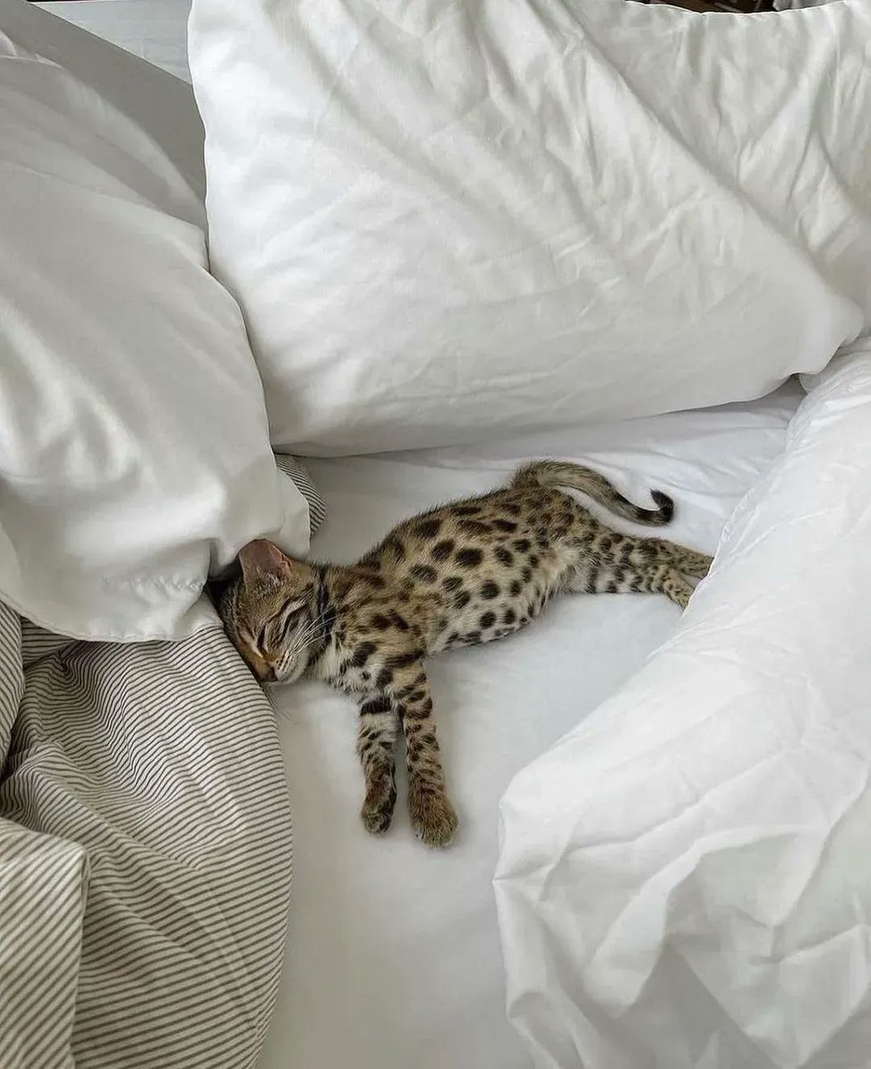 fubiz's tweet photo. Sleepy Day 😴 Cute Cat https://t.co/4TC61rVTzX