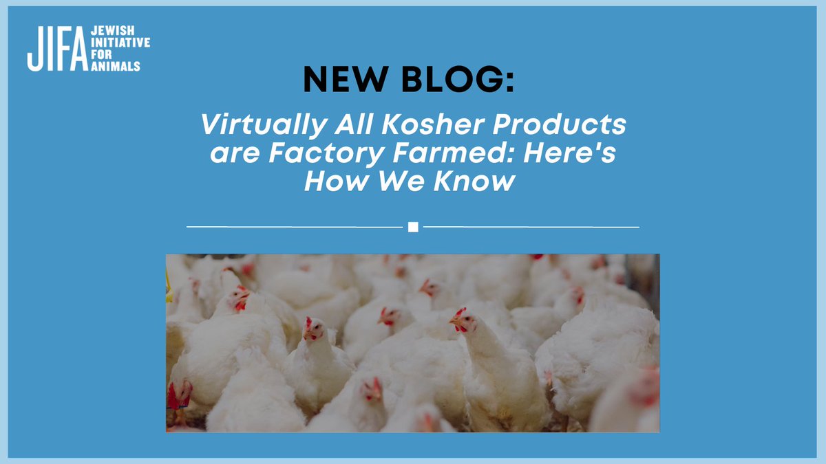 Many people mistakenly believe that kosher production is better for animals. Most kosher products come from factory farms, where animals suffer from unhealthy genetics and languish in filthy, crowded conditions.