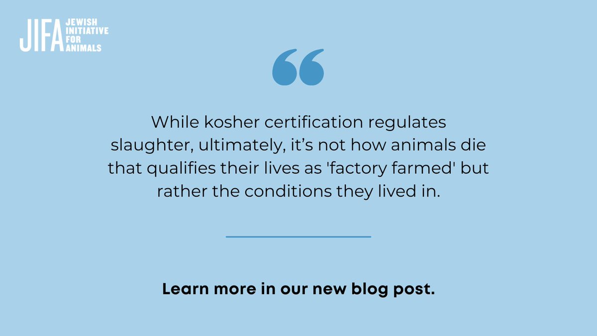 Though kosher certification regulates slaughter, it’s not how animals die that qualifies them as “factory farmed”—it’s the conditions they were forced to live in.

Learn more about the kosher industry in our new blog: jifanimals.org/blog/virtually…