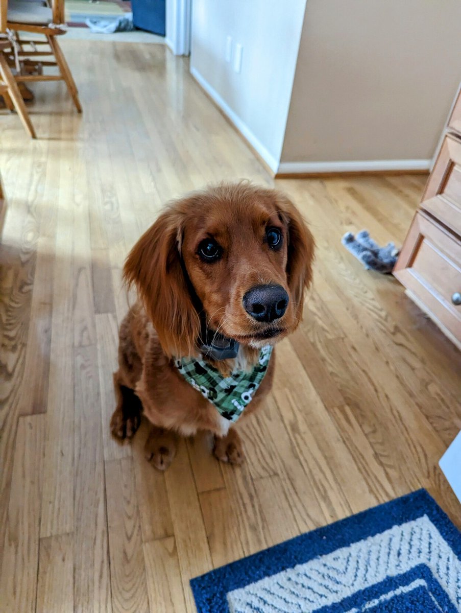 TheRealWeirdKid's tweet photo. He's really holding on to that "how could you?" energy after getting back from the groomer. https://t.co/63Paazk6SE