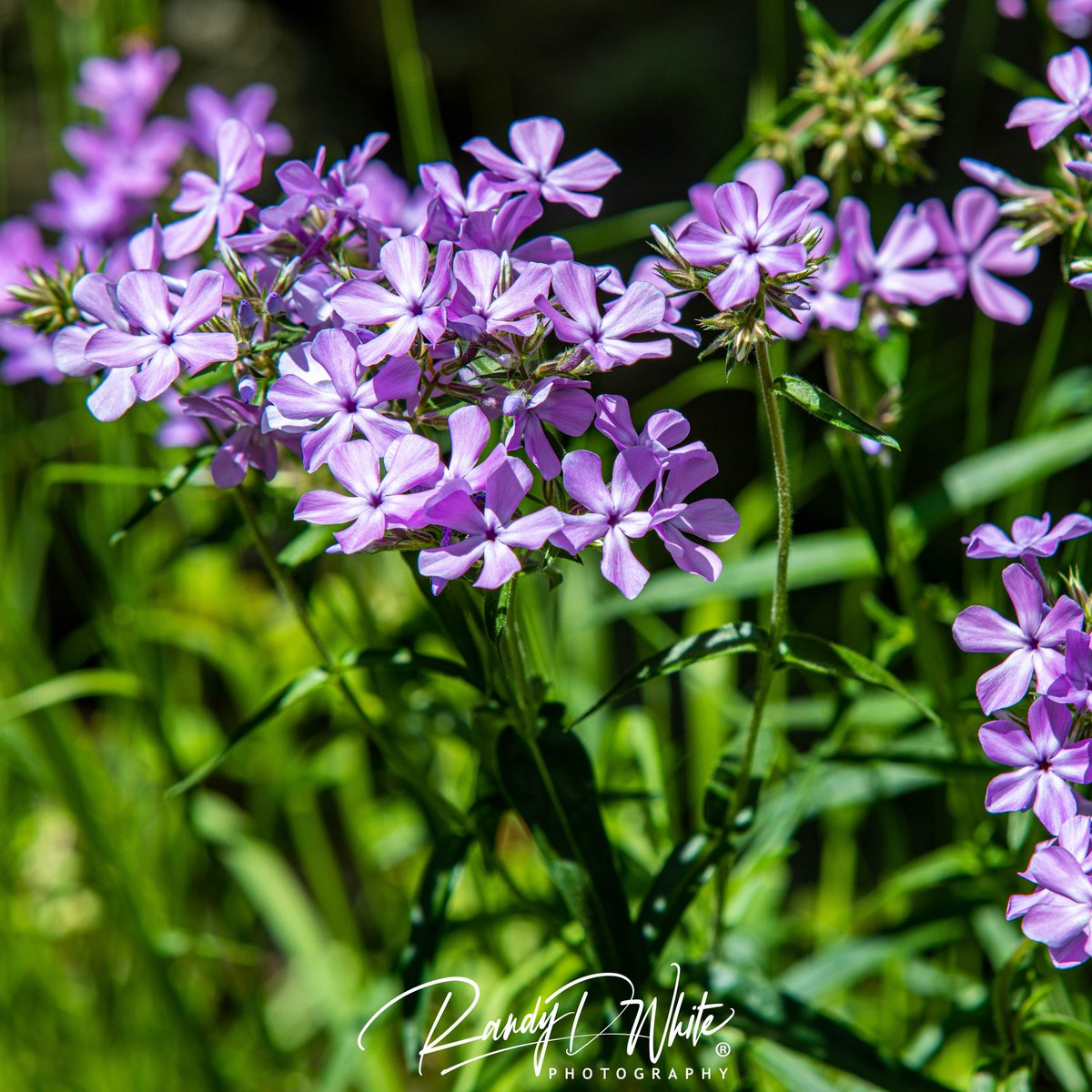 randydwhite's tweet photo. A few flowers that I failed to post during the season https://t.co/u7hFxr9xVv