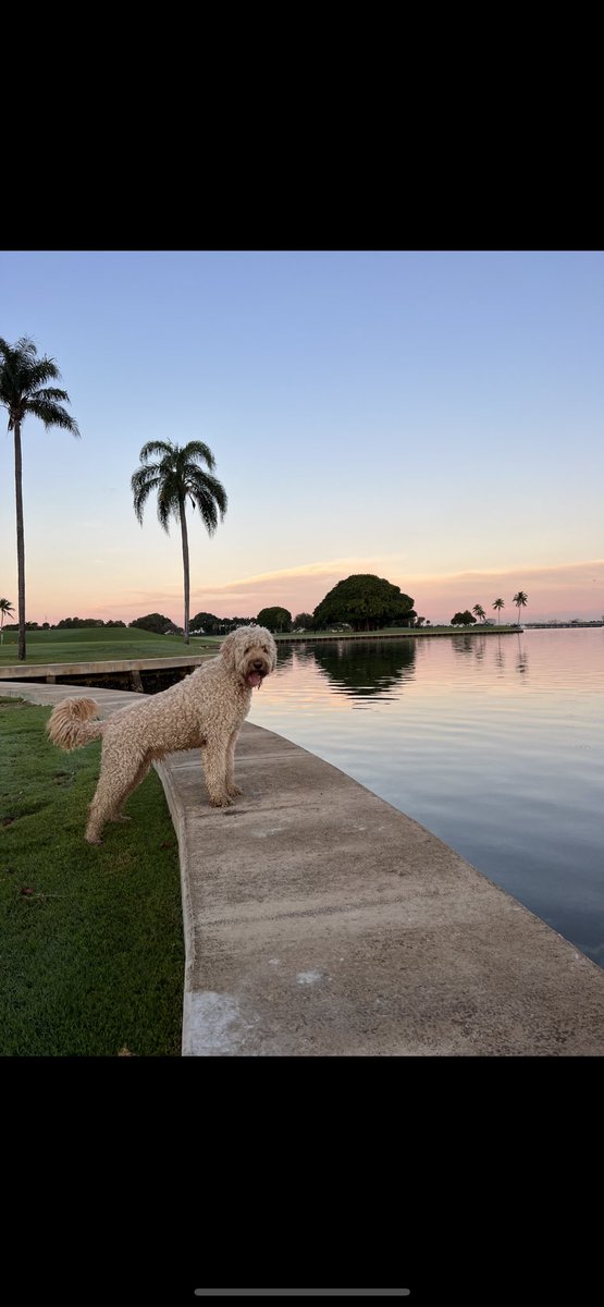 With my main man checkin’ out the manatees. #dogsofturf