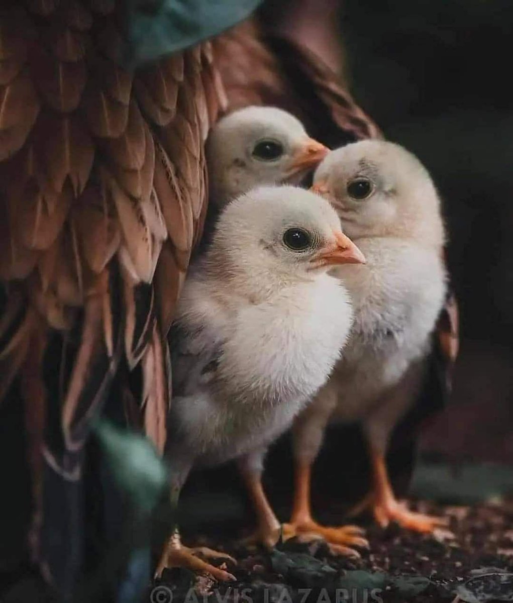 الحمد لله tweet media