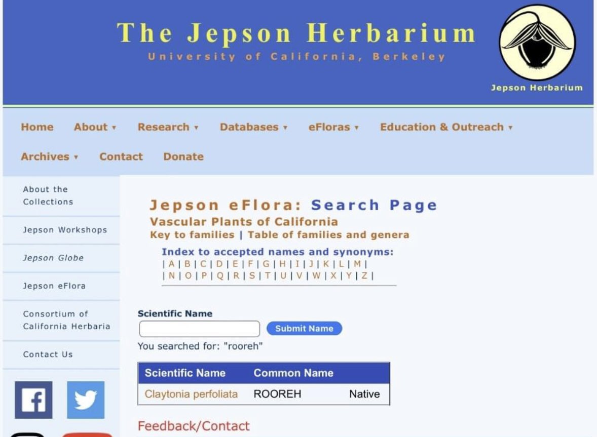 PorcupineSorrel's tweet photo. Exciting news! As of now, the Jepson Herbarium, the leading expert of nomenclature for the California Floristic Provence, has officially changed the common name of Miner’s Lettuce to Rooreh, in solidarity with the Chochenyo Ohlone Nation #sorrelfacts #scienceVtuber #botany https://t.co/HoI2KFOswr