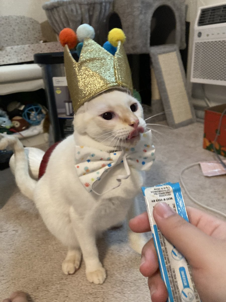 botoboymerlin's tweet photo. its my birthday today and im serving cunt #CatsOfTwitter #birthdayboy #cat #slay https://t.co/0GBIr1t36U