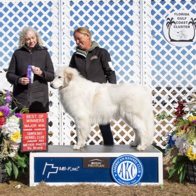 #NewProfilePic Love this beautiful girl!!! #GreatPyrenees #thisisakc #showdog #wellbred #bdrrkeepyourlobbyistsoutofmysport