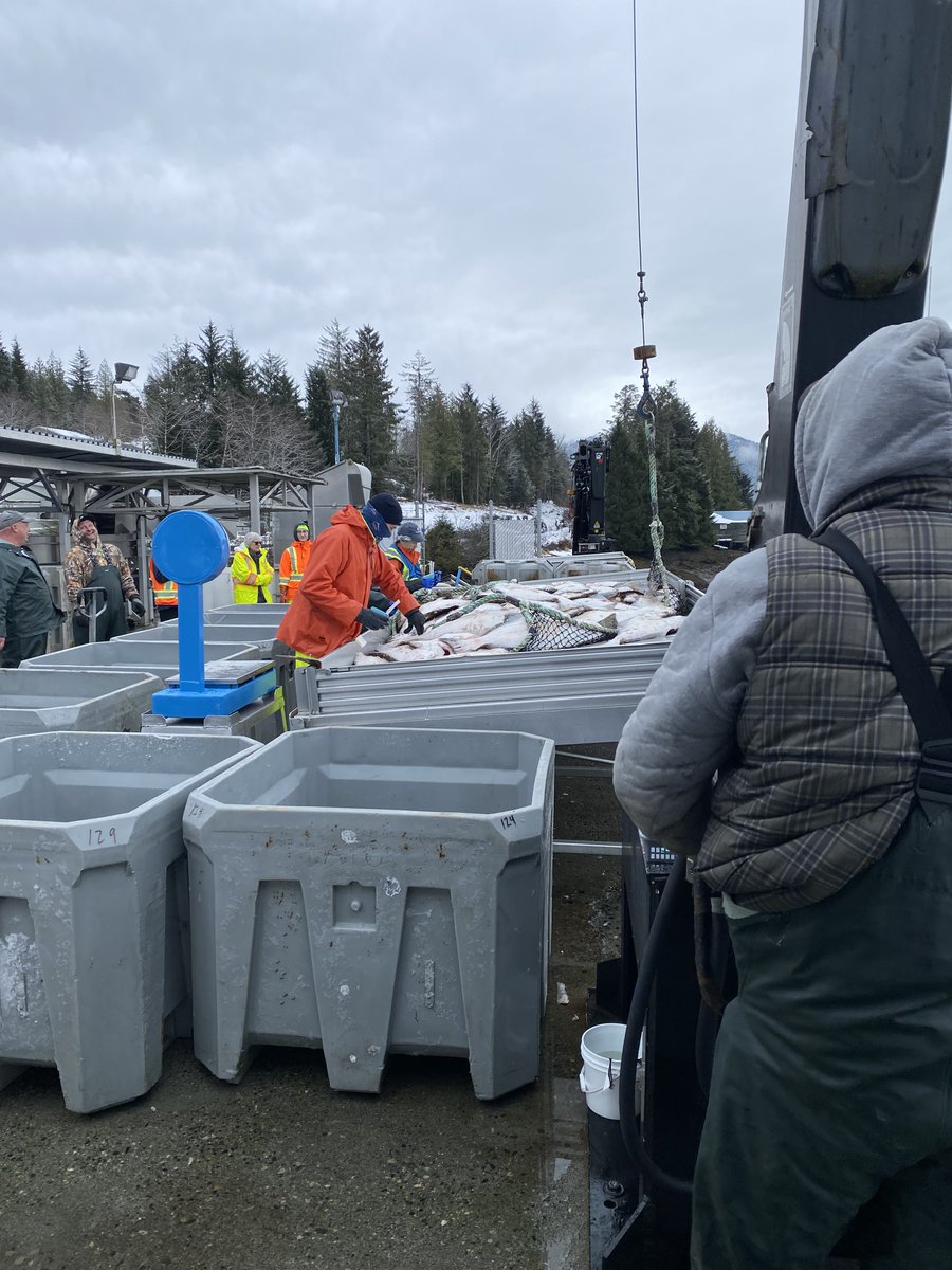 On its way! We've just received news that some of the first catches of #wildPacifichalibut are being landed now! Check out this fresh fish arriving in Port Edward, BC from FV Westerly &amp; watch for the first fresh halibut at your favourite retailer and restaurant very soon! #BuyBC
