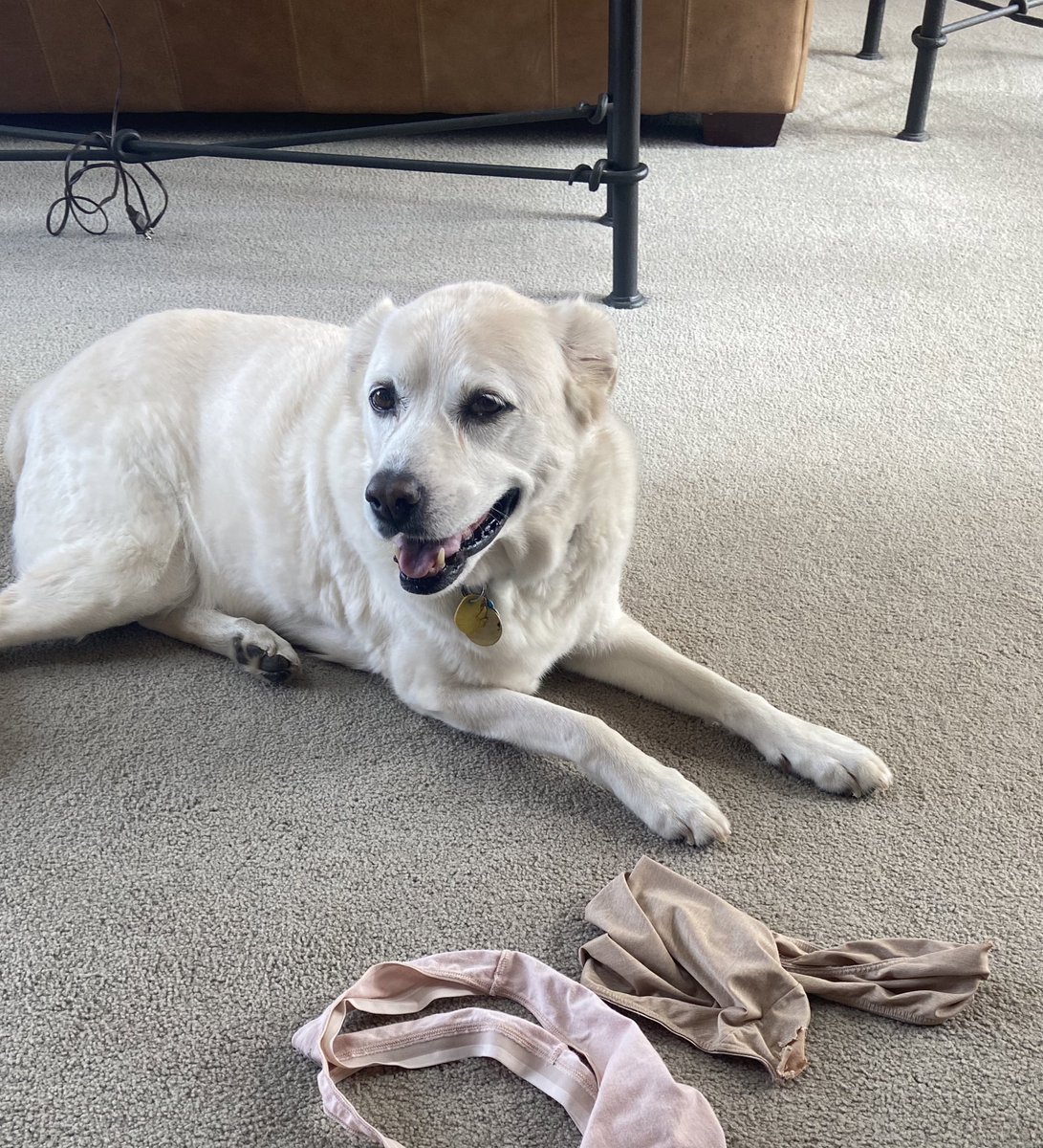 angfrey1130's tweet photo. @bunsenbernerbmd Show me where the employee handbook states we can’t chew on women’s underwear. https://t.co/XF0aQO6y9N