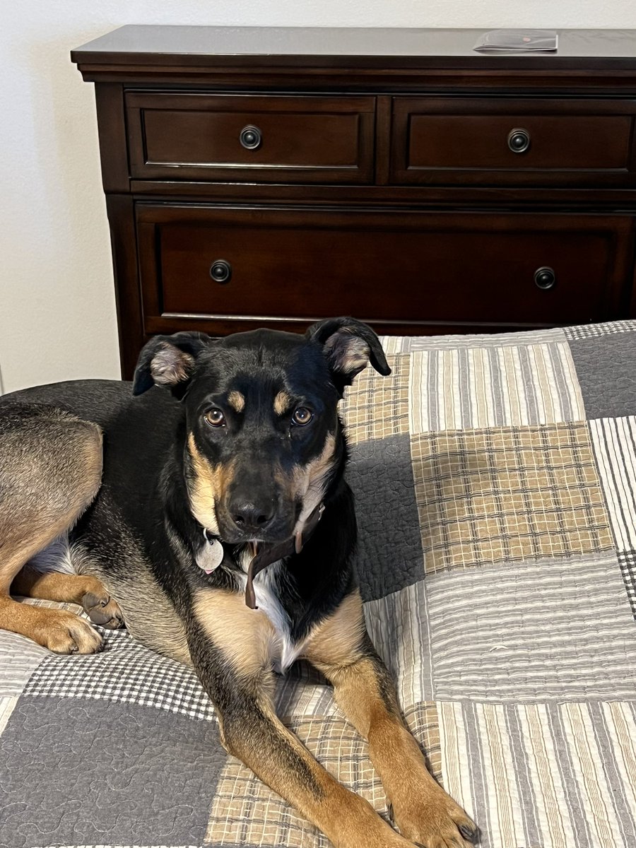 kellyjopardue's tweet image. What’s Harlow thinking? #muttsoftwitter