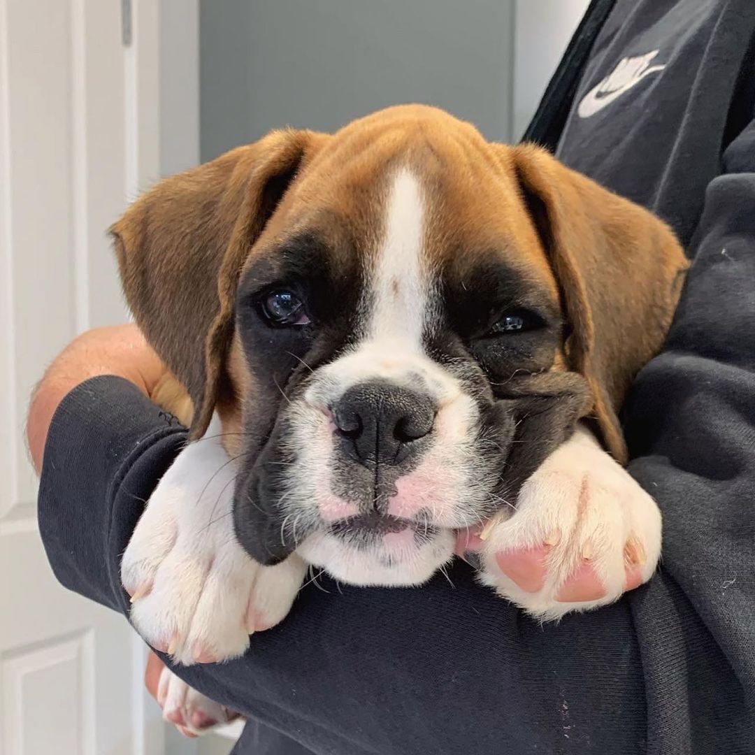 I’ve now been at my forever home for one whole month 🥰🐶🐾

#boxers #boxer #boxersofinstagram
#boxerdog #boxergram #boxerlove
#boxerpuppy #boxerdogs #boxermix
#boxerlife #boxerworld