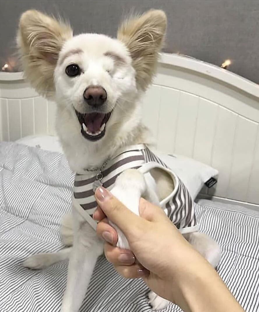 NecesitoUnPerro's tweet image. Dicen que no recibirá muchos Likes, pero ami me gusta mucho me enamore de su sonrisa!! Y sus orejitas!!