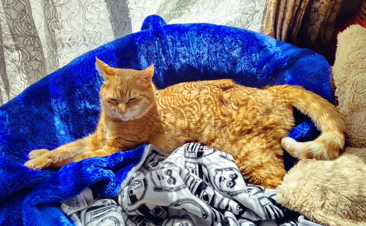 piro282's tweet photo. レース模様の光さん
日向ぼっこしてごきげん。

#保護猫 #茶トラ #猫好きさんと繋がりたい #猫 #ねこ #catstagram #cat #cats #catsofinstagram #動物 #犬猫生活もぐもぐ部　#sippo犬も猫もずっと家族 https://t.co/HbP0avfDVA