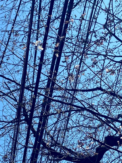 ぽつぽつ咲いてる 