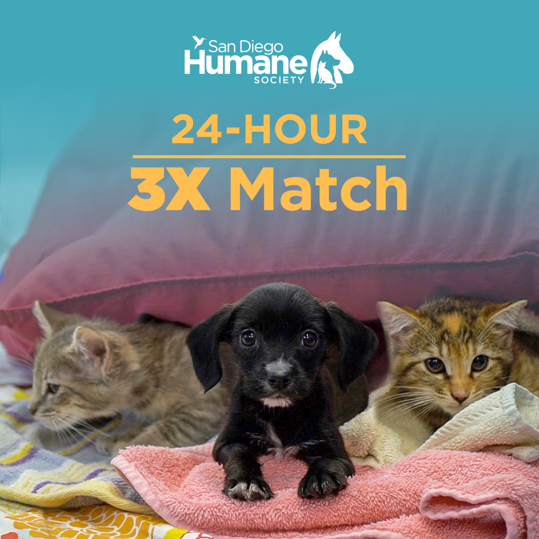 BIG NEWS! For the rest of the day, our friends at the Resource Partners Foundation will TRIPLE your donation to SDHS. Your gift before midnight will go three times as far to help rescue, heal and care for homeless animals. You can make a donation at sdhumane.org/triple!