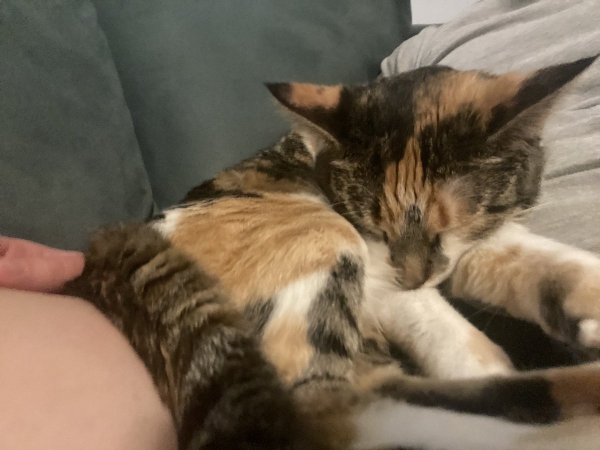 Two years after the worst Monday of my life, I’m spending the evening after a (categorical) Gen surg shift cuddling this kitty who came into my life because of prelim year. 
Cherish the blessings along this crazy road. I promise they will be there 💗 #Match2023 #SOAP2023