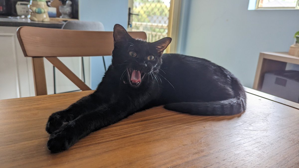 RiskItBiscuits's tweet photo. The best photo I will ever take of my cat, Udon https://t.co/SCIhBtJ8g0