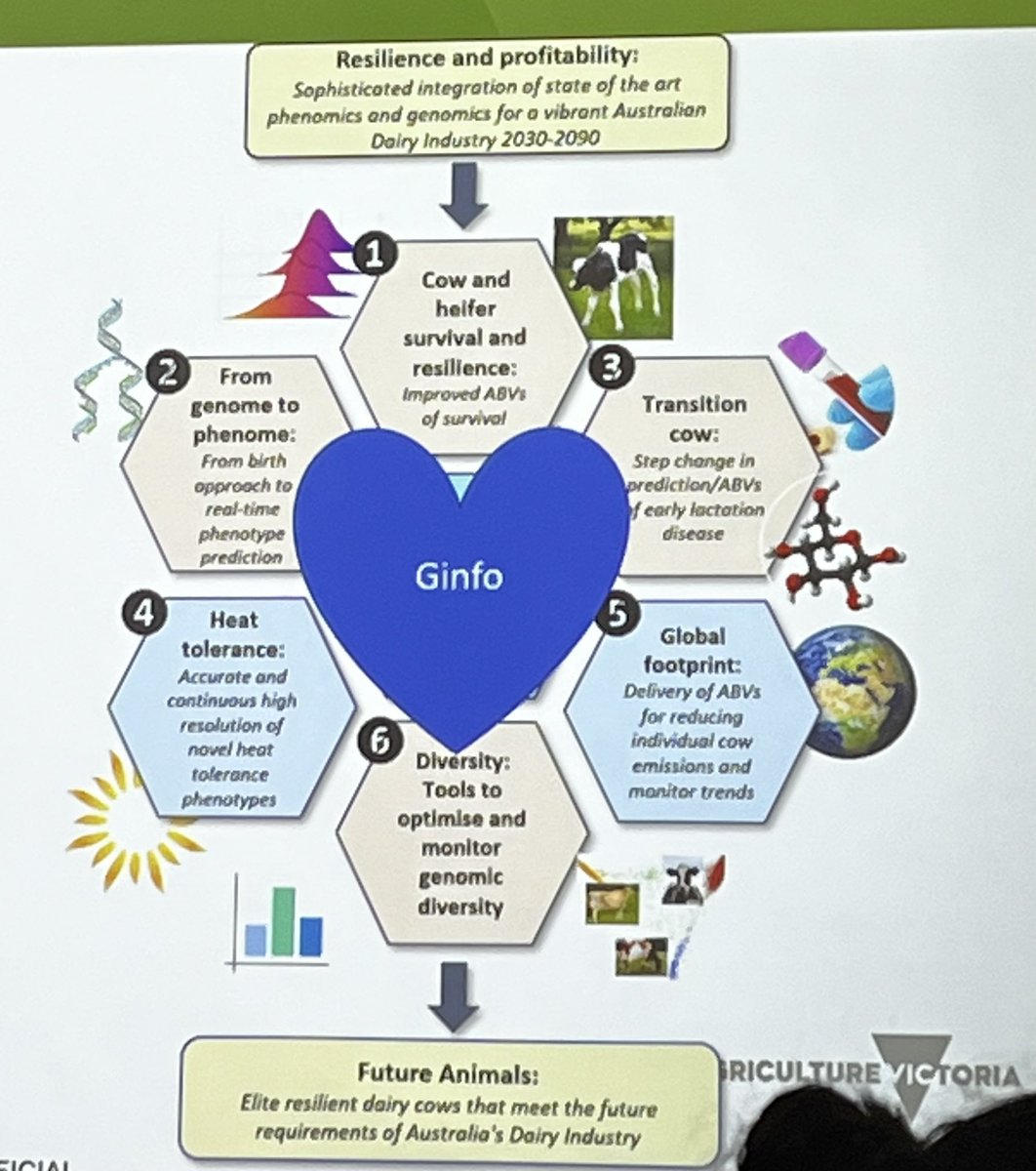 mmichelleaxford's tweet photo. #ginfo - Aus dairy herds selected for their contribution of high quality cow performance data - is the beating heart of @DairyBio genetic research program according to @jenniepryce https://t.co/KYn0uKwG84