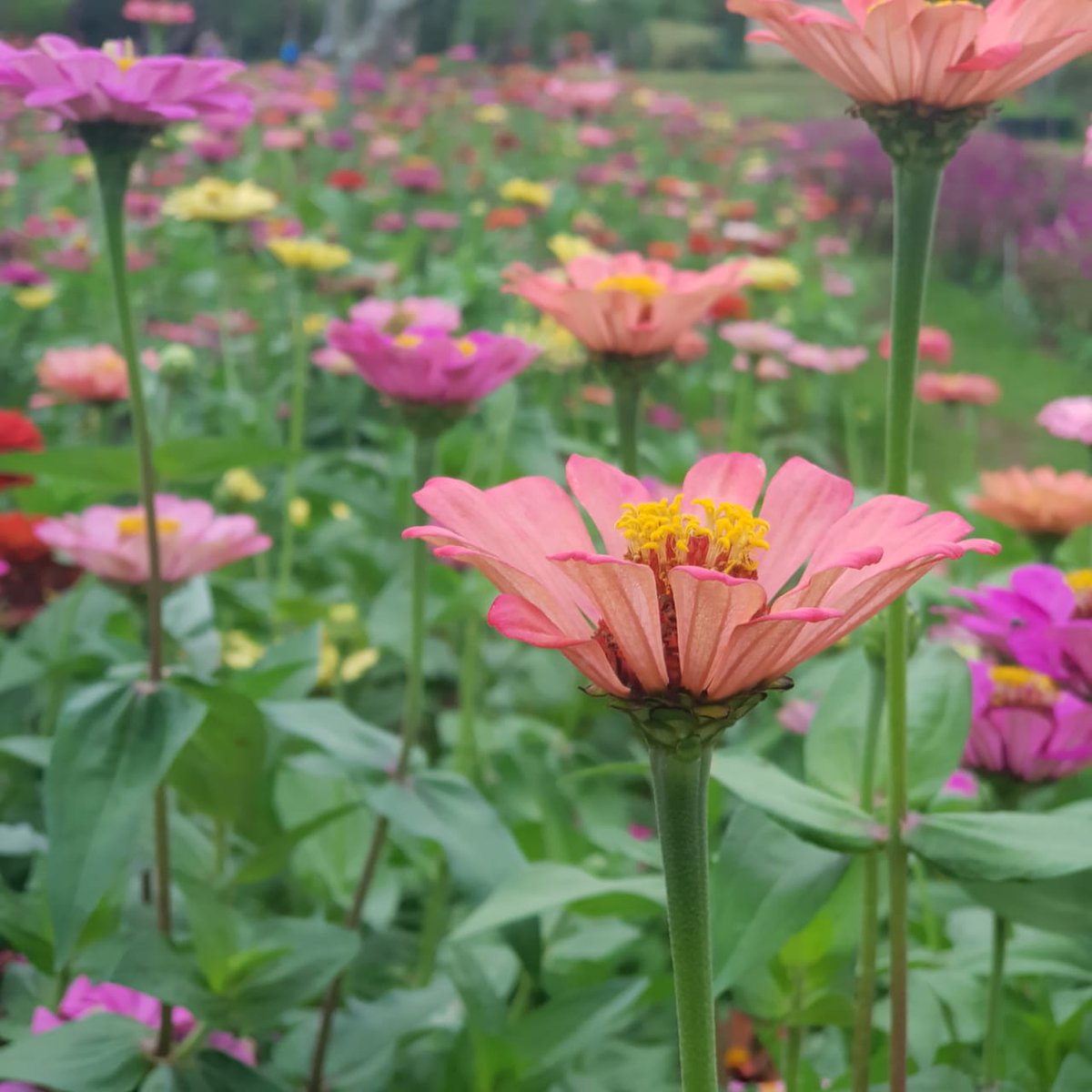 maiharayurina's tweet photo. The beauties of life ❤
#flowers #parisvanjava #photography https://t.co/Gq4t5IDm5I