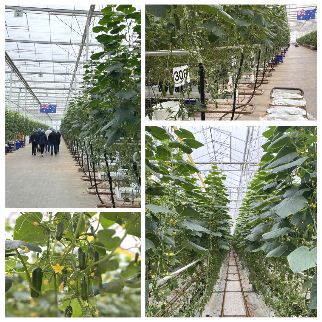 AchmeaA's tweet photo. @AchmeaA recently visited our client #FamilyFreshFarms to tour the #glasshouse home of #Qukes and see how our purpose of keeping farmers farming supports our clients to grow fresh Australian produce. Special thanks @hortinix for this inspiring employee experience! https://t.co/QVvXB5wV7t
