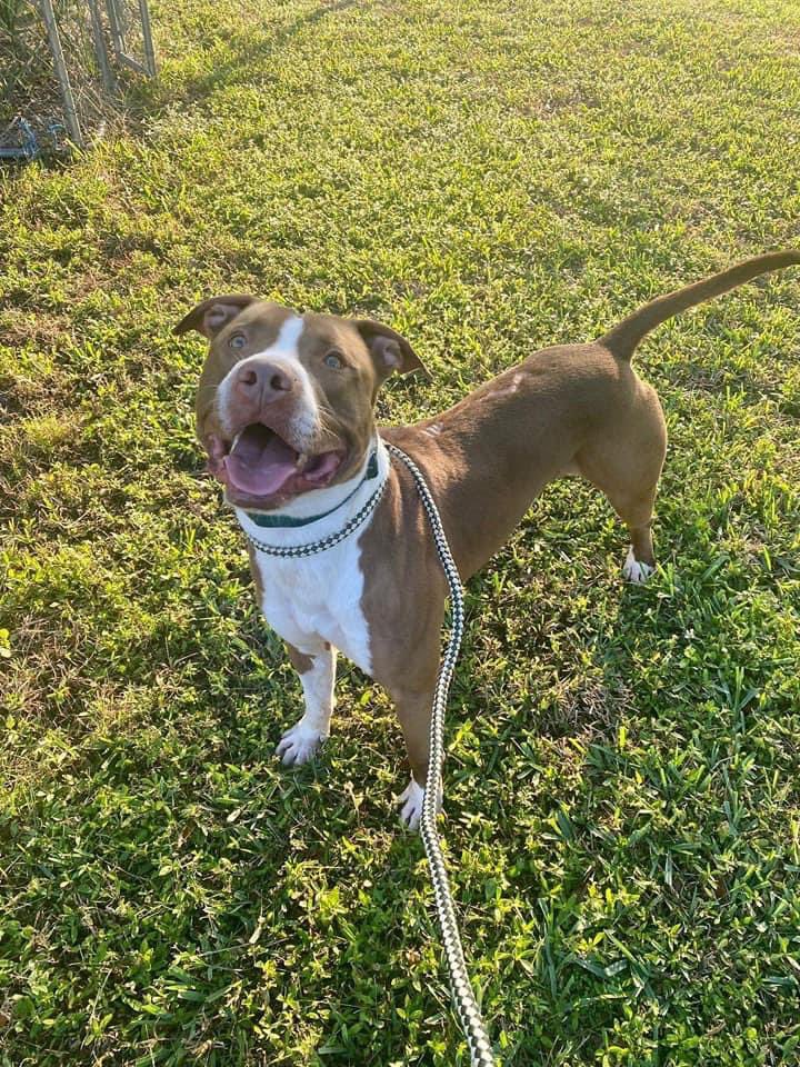 nasrene41's tweet photo. 3/13/23 #BOLO IS STILL ALIVE! DESPERATE FOR A #FOSTER to save his life before @AdoptMiamiPets decides his time is up & kills him! Please #SHARE #PLEDGE #RESCUE #ADOPT #MDAS #SaveBOLO #SaveCharlieAct @kionnemcghee @MayorDaniella @SupportPets @BISSELLPets
https://t.co/qVEWeuLdry https://t.co/47A3lNYVCA