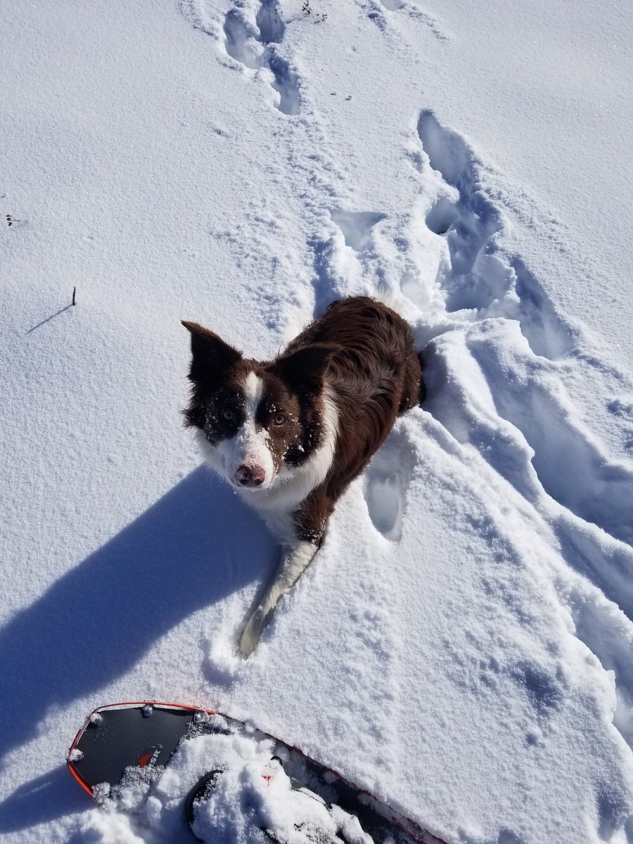 chromecoyote's tweet photo. @AmandaGolf59 This is Rusty https://t.co/OSsNZbpON7