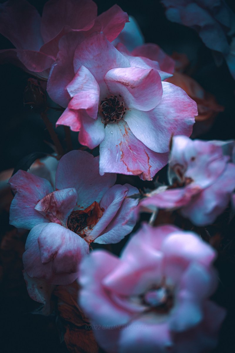 alltheblueroses's tweet photo. ethereal https://t.co/dolLDqwpA2