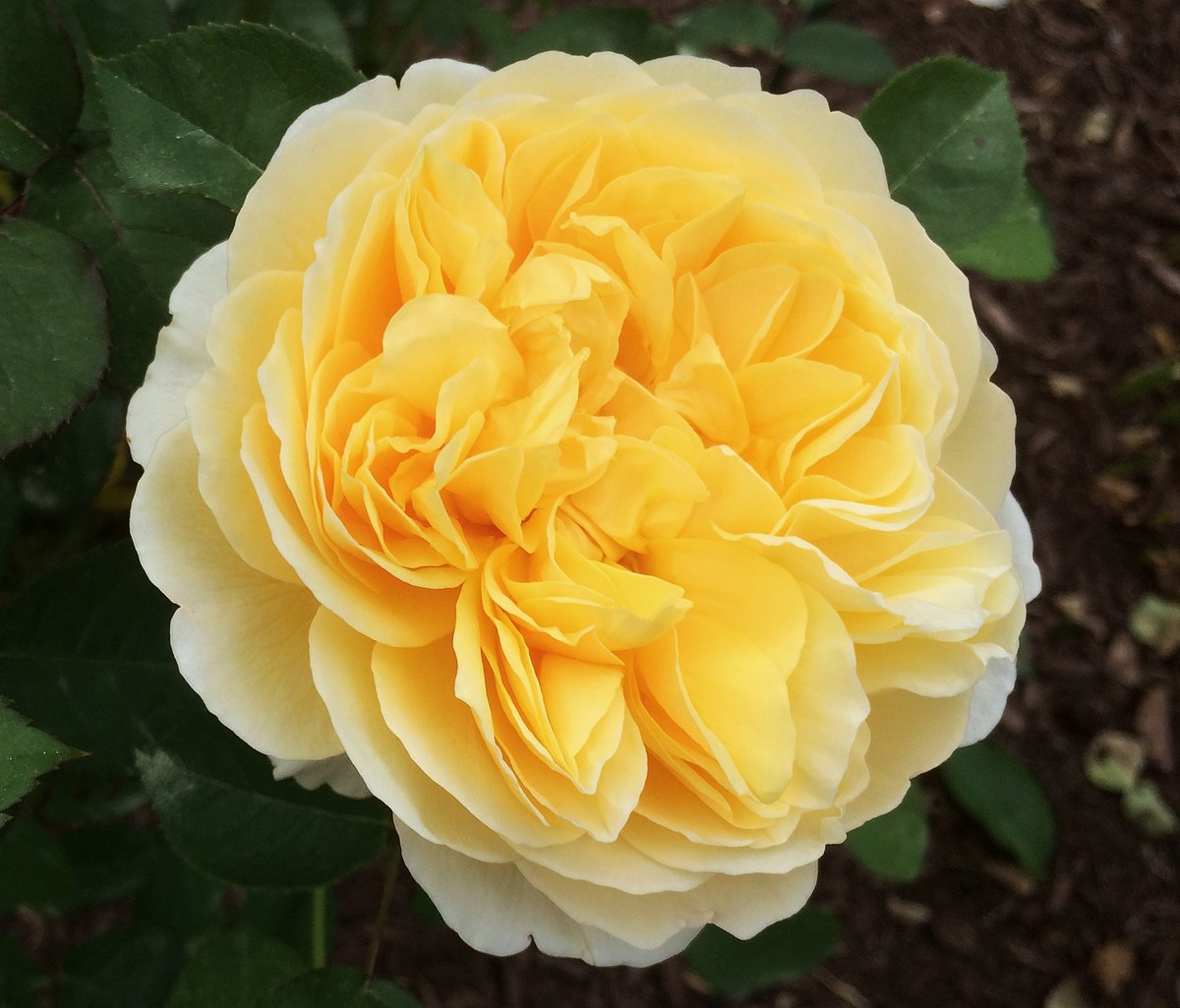 Over the next few weeks, we’ll be posting Photo Contest winners. Today, we’re starting with Class 14! 🌹🌹🌹 

🥇 | Koko Loco 📸 by Ally Eckley
🥈| Distant Drums 📸 by Madeline Male
🥉| Pink Peace 📸 by Madeline Male
🏅HM | Charlotte 📸 by Kiera Kozemchak