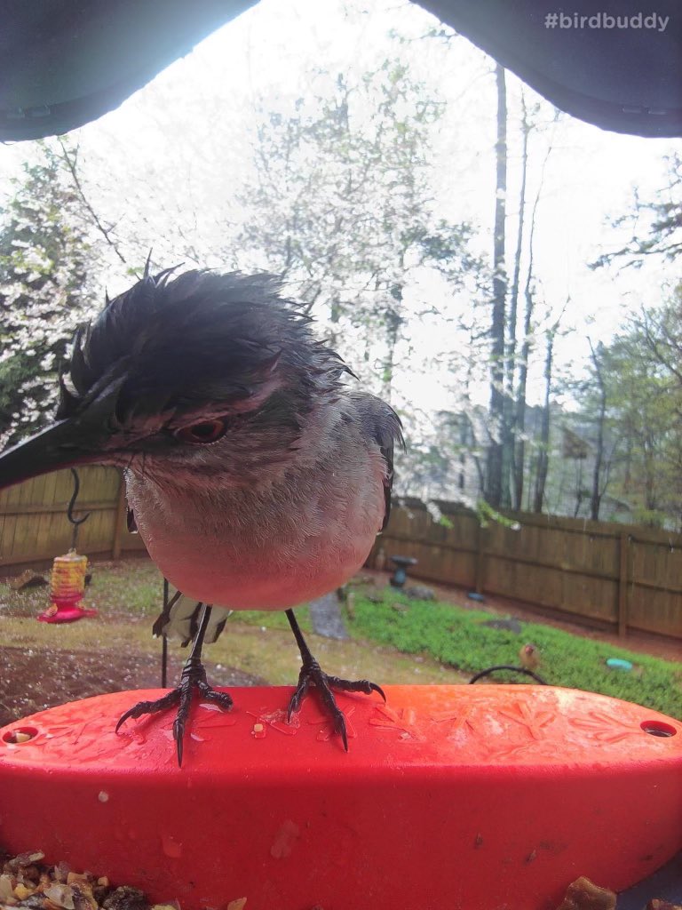 You can’t tell me this wet little fellow doesn’t deserve the #goldenperchawards !  #birdbuddy for the win!  #birdphotography #birbs #birb #notadrone #birds #BirdsOfTwitter #DoYouHaveATinyTowel