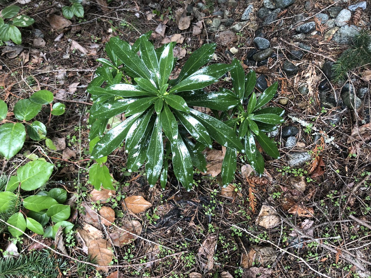 Jennifer_Grenz's tweet photo. Daphne Laurel is a species taking off on Vancouver Island and is capable of growing under closed canopy. They look a lot like rhododendrons. They are toxic to touch &amp; when pulled or cut can release a gas that can cause loss of consciousness. Manage with care! #invasivespecies https://t.co/f4Bt8f8gxE