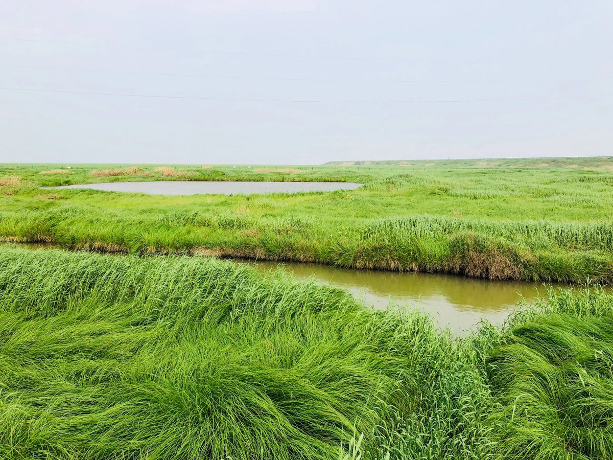 Liu Yongfeng on Twitter "Rows upon rows of tape grass have been planted at the Poyang Lake, 