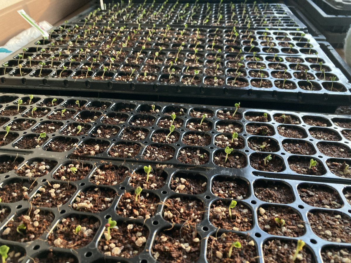 올해 농사 시작🌱