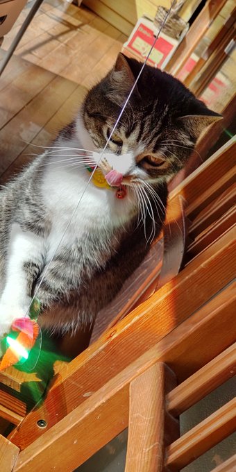 は?可愛すぎるが? 