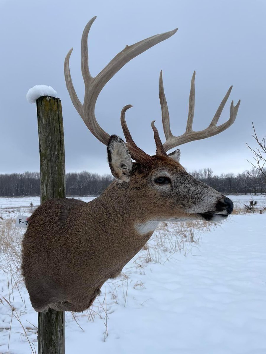 ziegler_jakob's tweet image. Got my ‘22-‘23 shotgun season buck back home and on the wall #hunting #whitetail #savagearms #Illinois