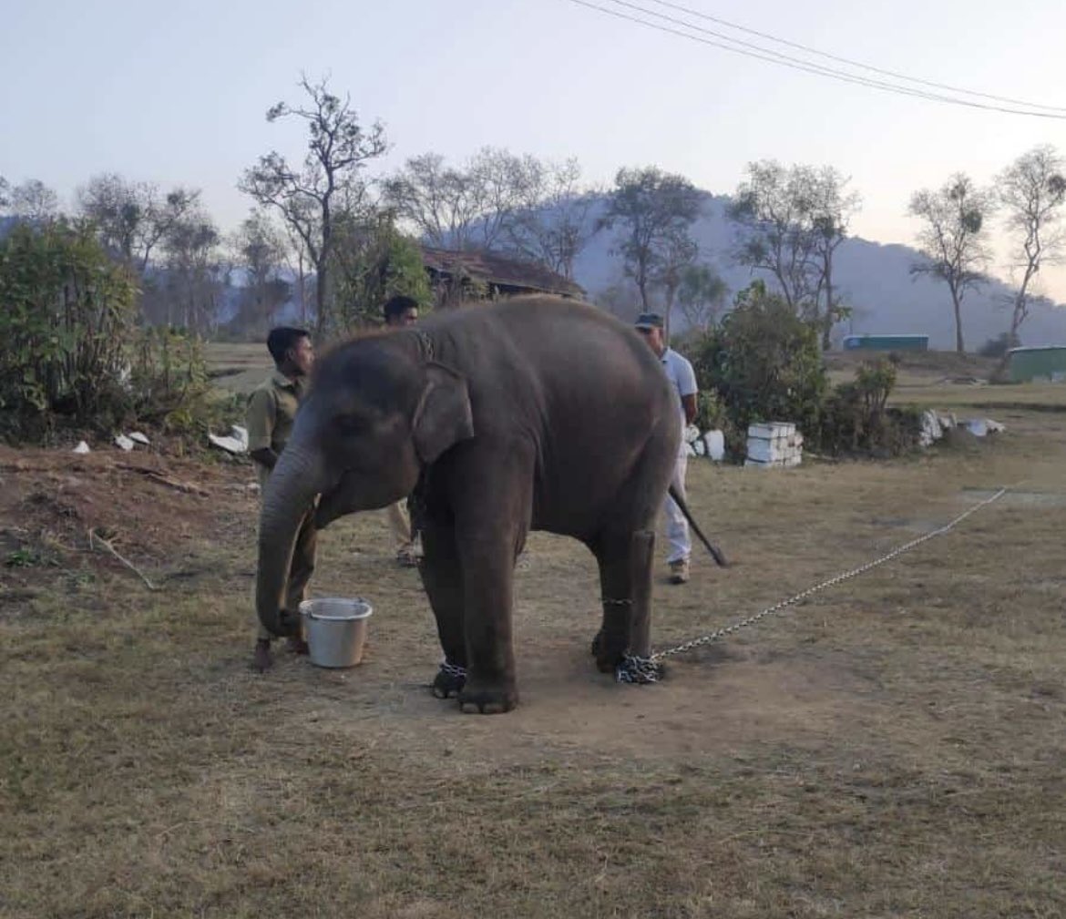 msd_rfo's tweet photo. Visited the Theppakadu Elephant camp, where the story of Baby elephant #Raghu started. #TheElephantWhisperers will surely help in raising the awareness of wildlife conservation all over the world. #Oscar2023 https://t.co/xRy0iO4OTi