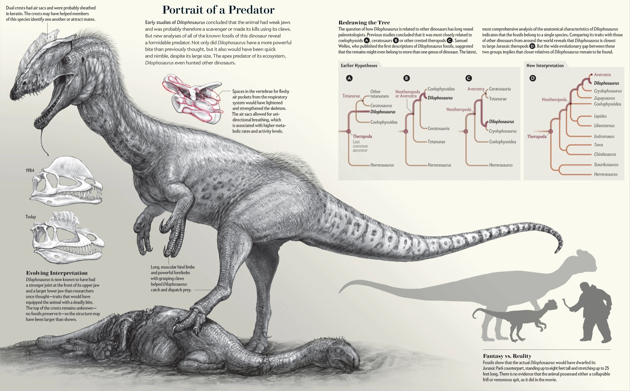 Dieta del dilophosaurus