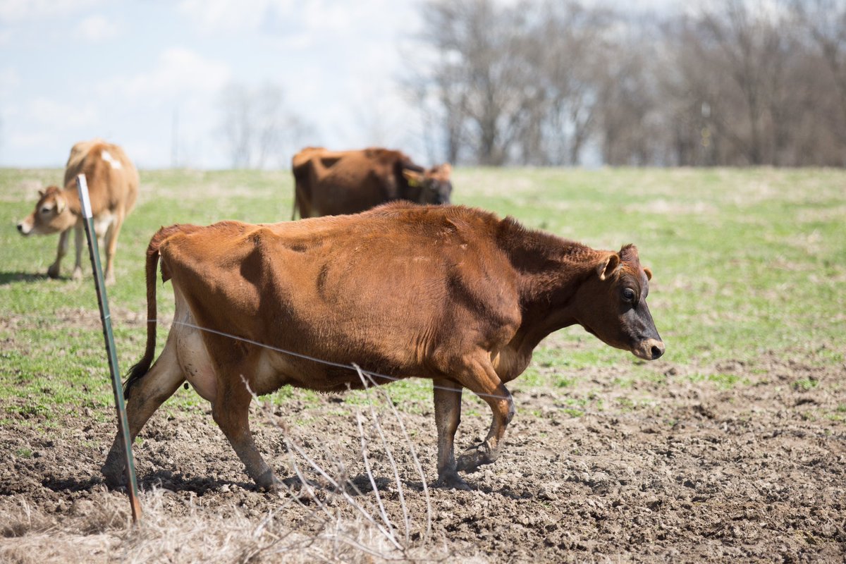 Kids on spring break? Come on over to our farm and Creamery! Enjoy cheese, cows, ice cream and more!