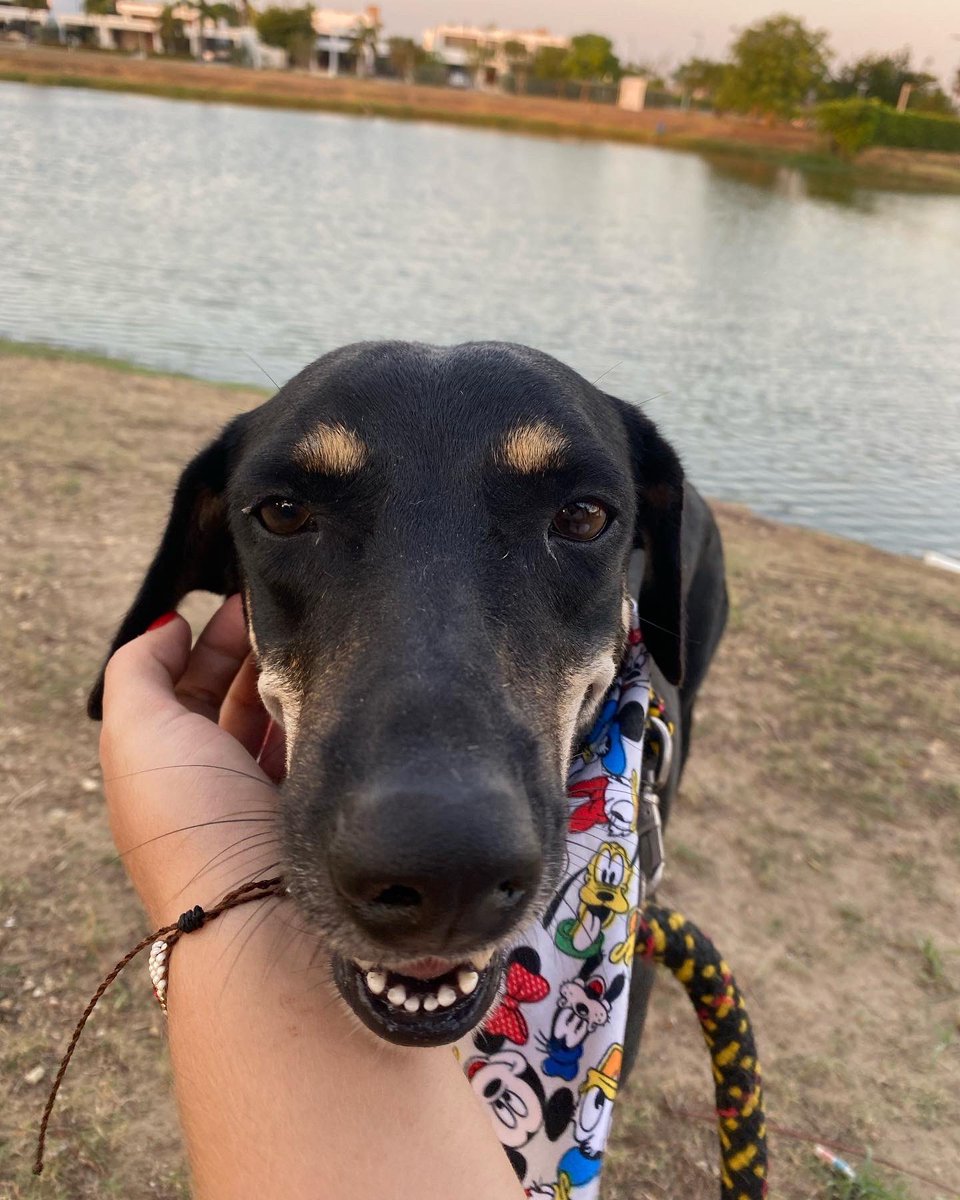 huellitasctg2's tweet photo. HOLAA SOY ARIEL🧜‍♀️🐶 

¿Se acuerdan de mí? Fui abandonada en el mercado de Bazurto, todos los días trataba de pasar el lago nadando hasta la isla de la cual mi “familia” me abandonó pero fue imposible porque me cansaba mucho y temia morir ahogada 🥺

Por fortuna un grupo de👇 https://t.co/BTbSUeHdHi