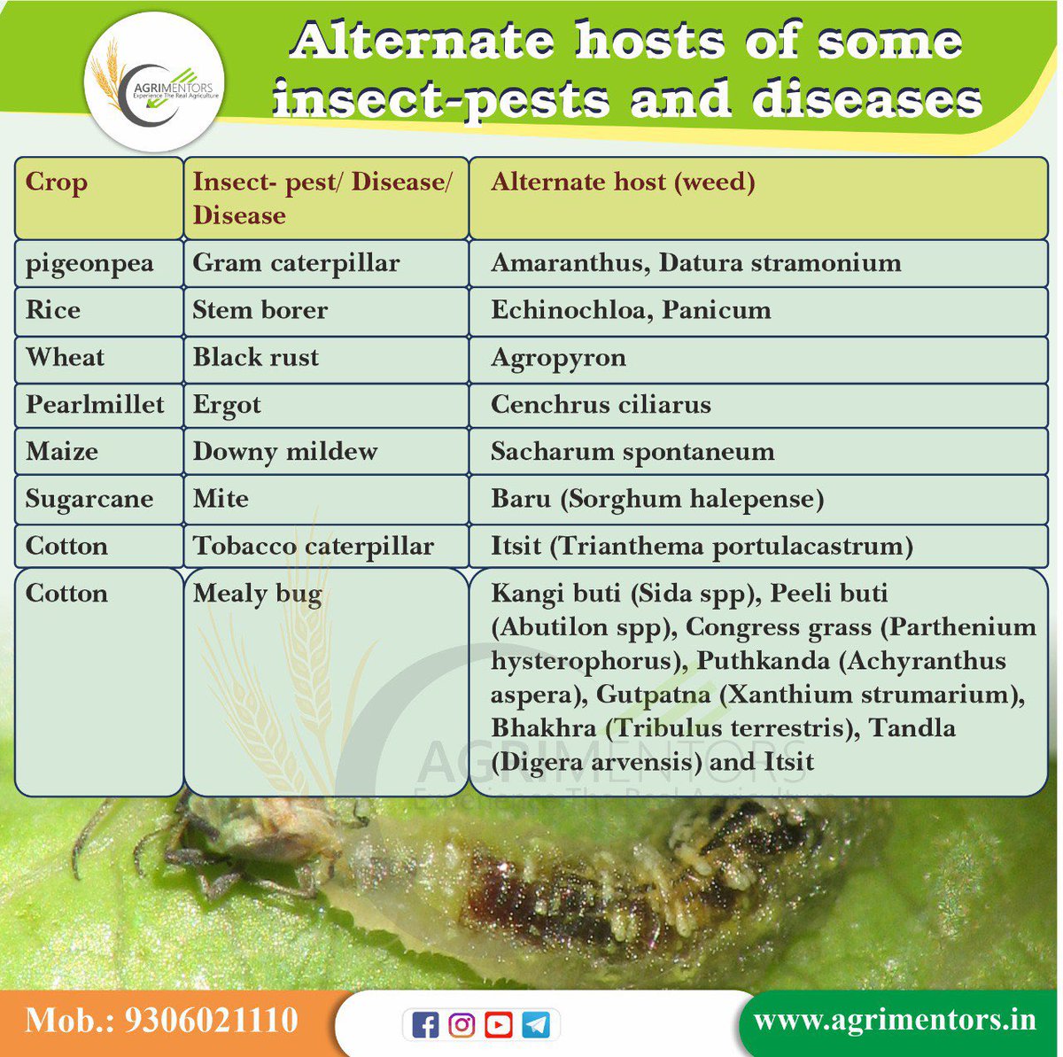 agrimentors's tweet image. #alternate_host #host_pathogen #pathogen #pest #pesticide #bioPesticide #insecticide #insects #plantHealth #disease @icarindia @MilletsNews @ICAR_IIHR @MOFPI_GOI
