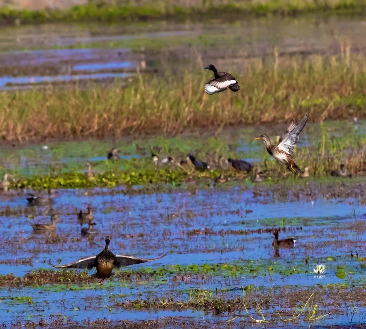 The Baer’s Pochard is a #criticallyendangered #duck. And the only one which is regular in india that I had not seen. Great to spot it amidst rafts of gadwall & ferruginous duck in Loktak #Manipur during the #asianwaterfowlcensus  Look at the white wing! #IndiAves #birdseenin2023