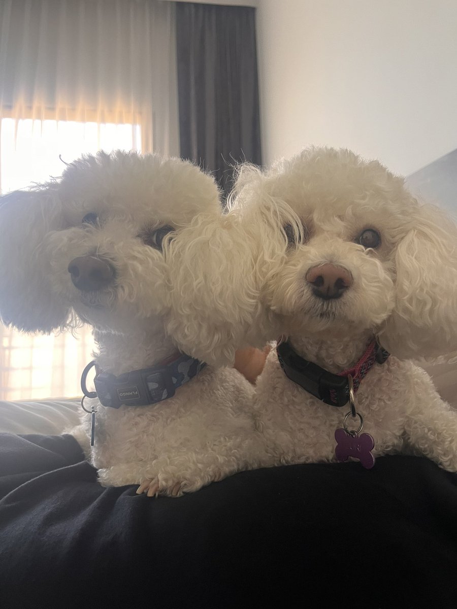 _Karla82's tweet photo. @tsaitami Que Zuri y Feli te desean lo mejor: dicen que empacar nunca es fácil, que desempacar tampoco, pero que como hay amor en el proceso, ¡todo va a ir bien!❤️🐶 https://t.co/WD2gNAOvb9