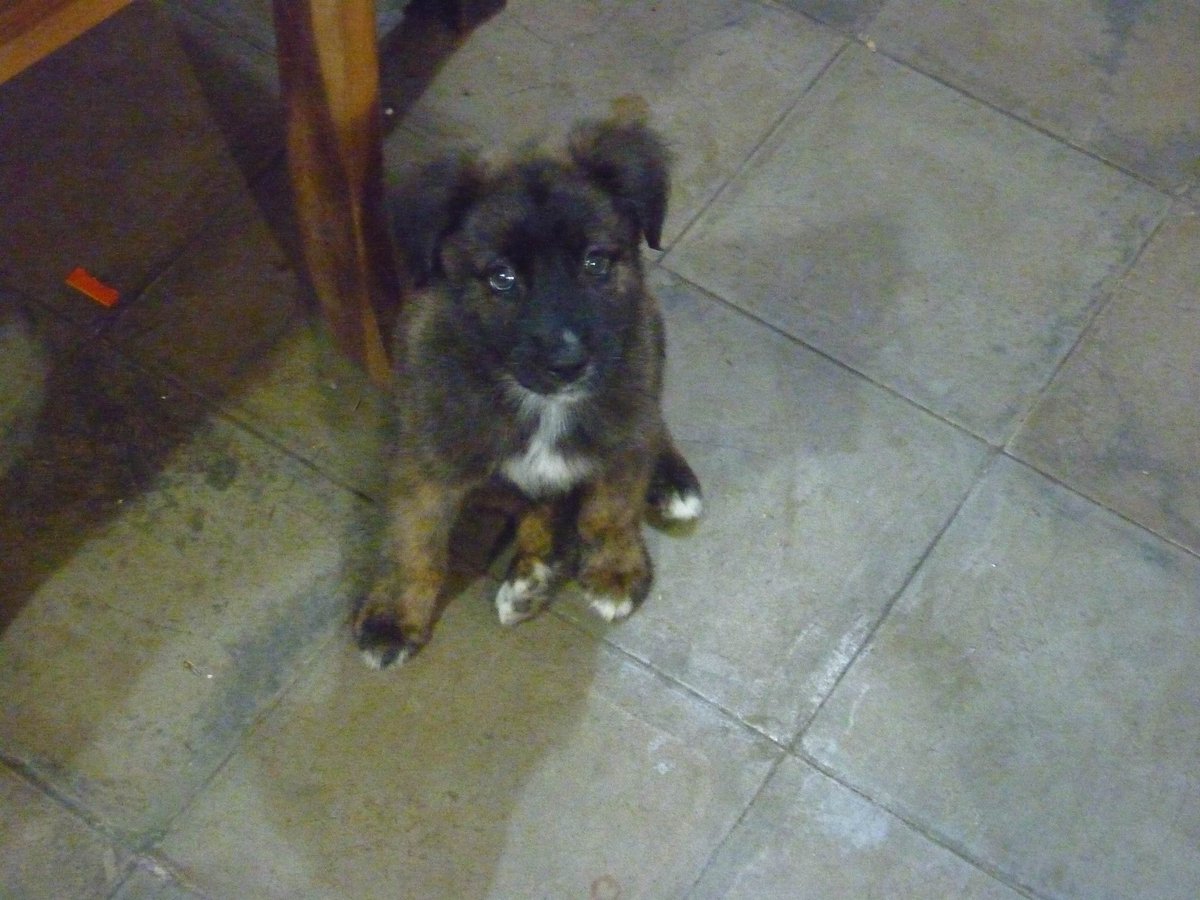 andreanavarre7e's tweet photo. Después de casi 6 años pidiéndole a mi papá que busque las fotos que nos mandaron cuando íbamos a adoptar a Lucky las encontró y ahora recuerdo por qué fue mi amor a primera vista https://t.co/6DkhqTpvmF