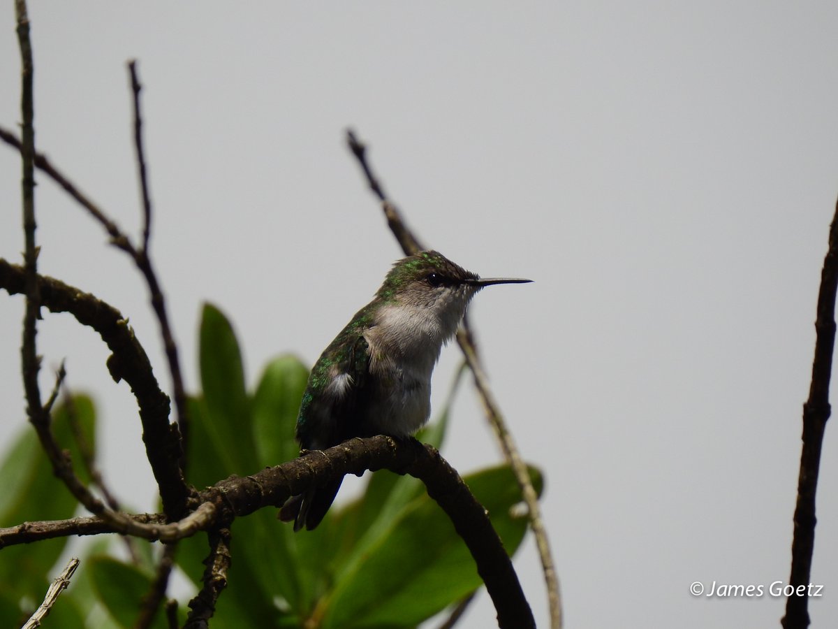 The second smallest species in the world is right here in our CODEP region. It's the Vervain Hummingbird (captured by our own Board member, Jim Goetz). The smallest species is in Cuba:  Bee Hummingbird