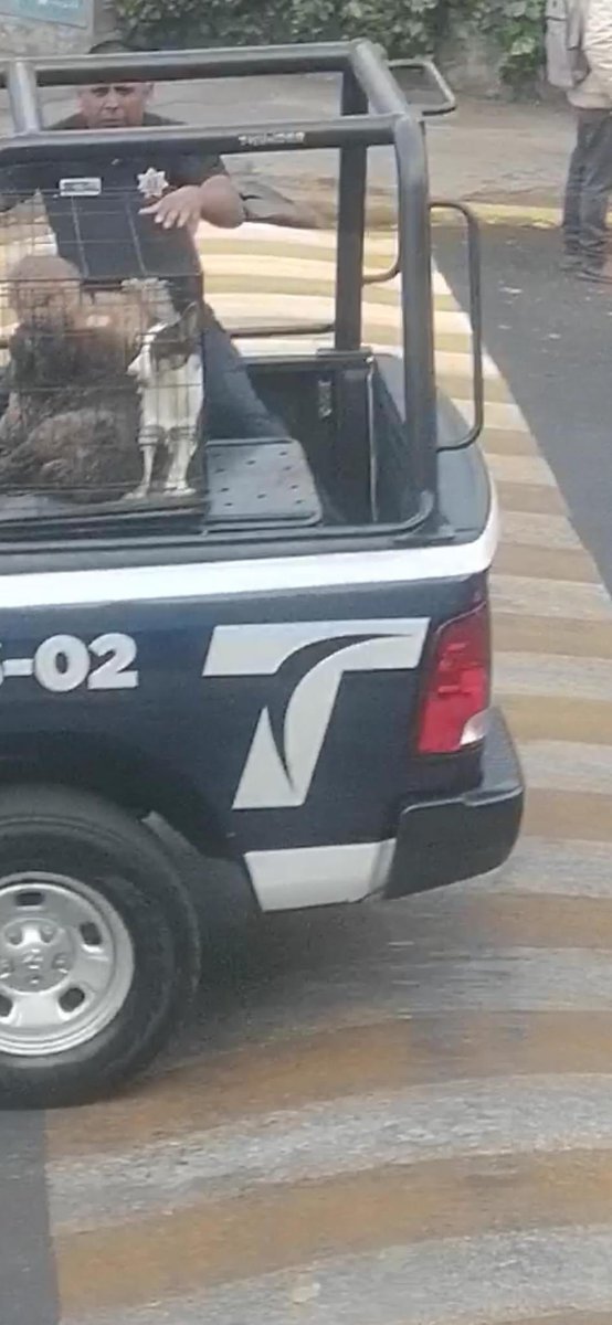 sociologagodin's tweet photo. ¿Alguien sabe qué pasó? Circulan estas fotos en un grupo de los reyes iztacala en Tlalnepantla, vecinos indican que hoy las patrullas se llevaron a estos perritos 😱  

@Gob_Tlalne  su ayuda por favor para conocer qué pasó 🙏🏼 https://t.co/X4d6HFkHHq