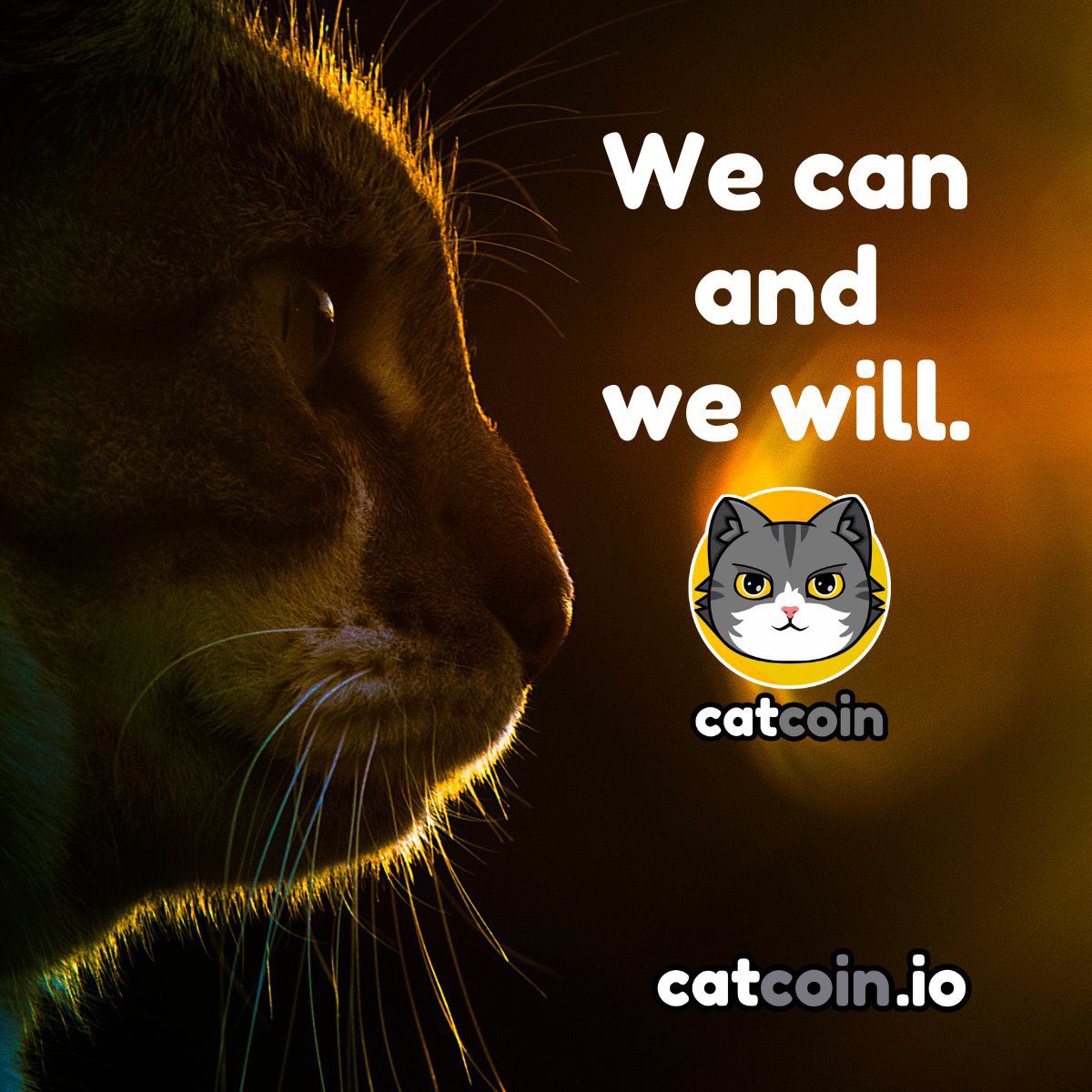 tylercrypto21's tweet image. Have you seen #catcoin ?? @officialcatcoin